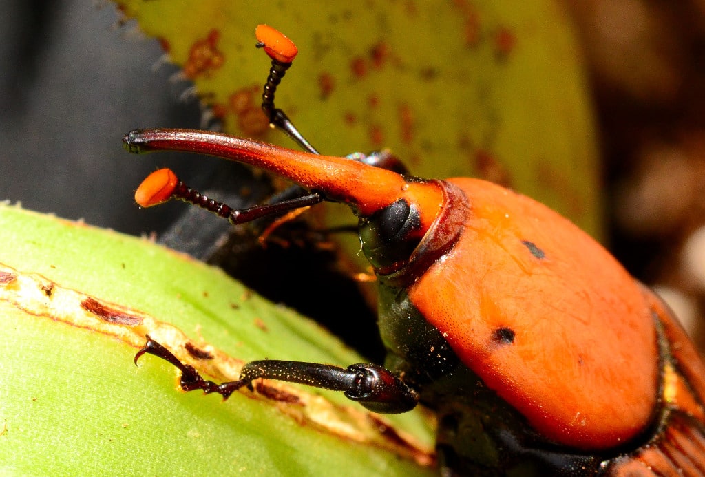 Interventi contro il punteruolo rosso delle palme
